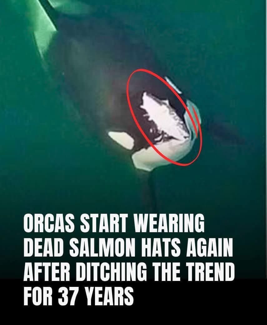 Orca wearing a salmon as a hat